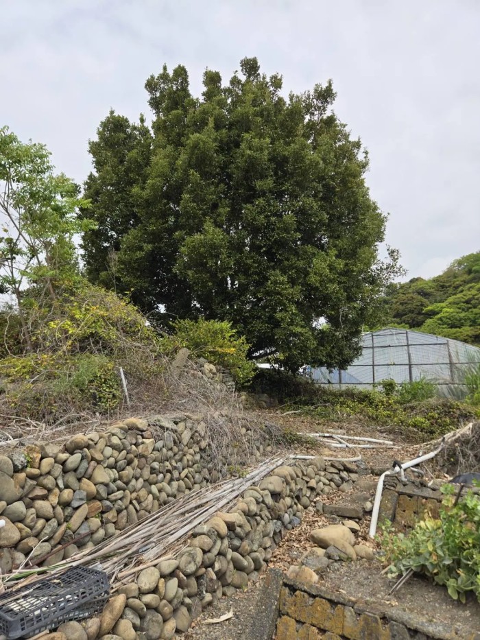 津市の高木伐採事例｜シイノキの株立ちを地上作業で安全に撤去！ - Before